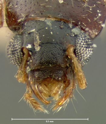 Media type: image;   Entomology 6538 Aspect: head dorsal view